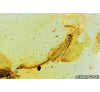 Flower and Fly. Fossil inclusions in Baltic amber #6899