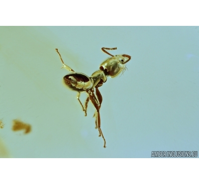 Hymenoptera Ant and Bristletail Machilidae. Fossil insects in Baltic amber #6900