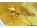 Hymenoptera Ant and Bristletail Machilidae. Fossil insects in Baltic amber #6900