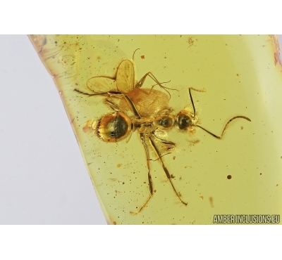 Nice Ant and Midge. Fossil insects in Baltic amber #6903