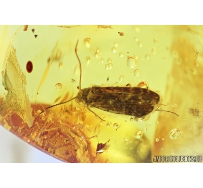 Caddisfly, Trichoptera and "UFO" :) . Fossil inclusions in Baltic amber #6904