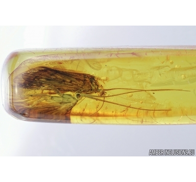 Two Caddisflies, Trichoptera. Fossil insects in Baltic amber #6905
