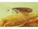 Two Caddisflies, Trichoptera. Fossil insects in Baltic amber #6906