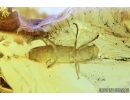 Cerambycidae, Longhorn Beetle. Fossil insect in Baltic amber #6908