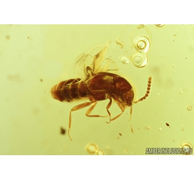 Staphylinidae, Rove beetle. Fossil insect in Baltic amber #6911