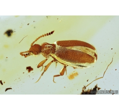 Anthicidae, Tomoderus saecularis_ new sp., Ant-like flower beetle. Fossil insect in Baltic amber #6912