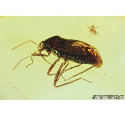 ASSASSIN BUG, REDUVIIDAE. Fossil insect in Baltic amber #6915