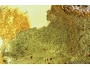 Big Plant Fragment. Fossil inclusion in Baltic amber #6922