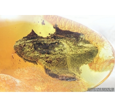 Big Plant Fragment. Fossil inclusion in Baltic amber #6922
