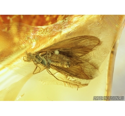 Trichoptera, Caddisfly. Fossil insect in Baltic amber #6924