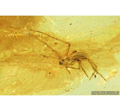 Spider, Araneae. Fossil inclusion in Baltic amber stone #6926