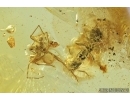 Spider, Araneae and Ant, Hymenoptera. Fossil inclusion in Baltic amber stone #6927