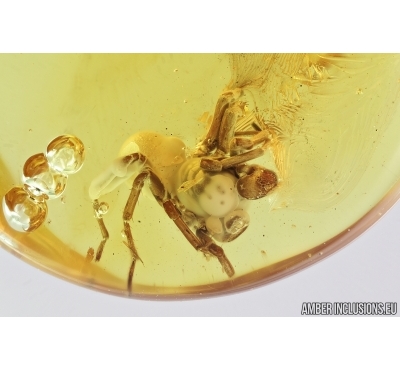 Spider, Araneae. Fossil inclusion in Baltic amber stone #6928
