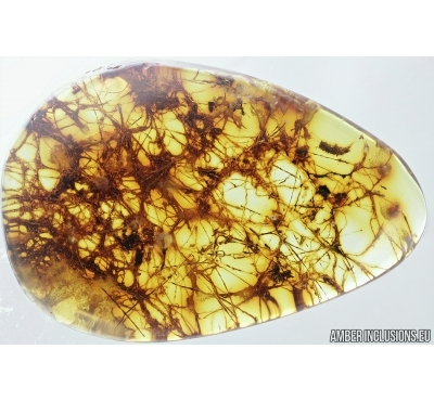 Spider Web, Araneae. Fossil inclusion in Baltic amber stone #6929