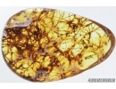 Spider Web, Araneae. Fossil inclusion in Baltic amber stone #6929