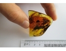 Big Leaf Print 36mm! Fossil inclusions in Baltic amber #6931