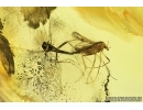 Chironomidae, Mating (Copula) True midges. Fossil insects in Baltic amber 6934