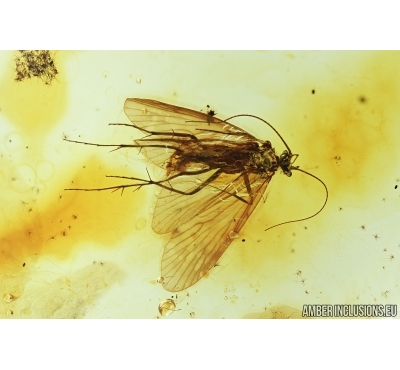 Trichoptera, Caddisfly. Fossil insect in Baltic amber #6935