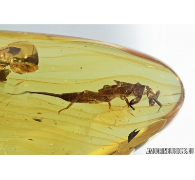 Rare Stonefly, Plecoptera Exuvia. Fossil insect in Baltic amber#6937