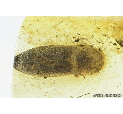 Click beetle, Elateroidea. Fossil inclusion in Baltic amber #6938