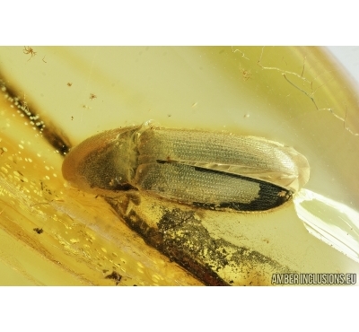 Click beetle, Elateroidea. Fossil inclusion in Baltic amber #6939