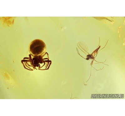 Spider Araneae and Sciaridae Dark-Winged fungus gnat. Fossil inclusions in Baltic amber #6941