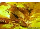 Rare Cocoon, probably Spiders and More. Fossil inclusion in Baltic amber #6942