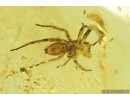 Big Jumping Spider, Salticidae. Fossil inclusion in Baltic amber #6943