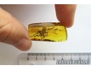 Big Spider, Araneae. Fossil inclusion in Baltic amber stone #6944