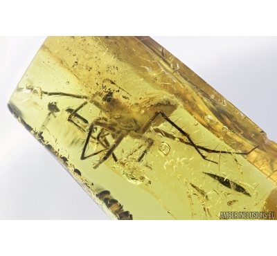 Big Spider, Araneae. Fossil inclusion in Baltic amber stone #6944