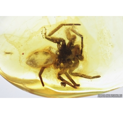Big Spider, Araneae. Fossil inclusion in Baltic amber stone #6945