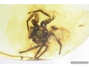 Big Spider, Araneae. Fossil inclusion in Baltic amber stone #6945