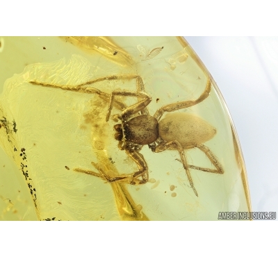 Very big Spider, Araneae. Fossil inclusion in Baltic amber stone #6946