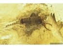 EARWIG, DERMAPTERA. Fossil insect in BALTIC AMBER #6949