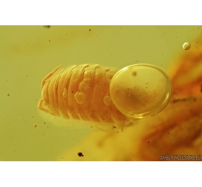 Isopoda, Woodlice. Fossil insect in Baltic amber #6950