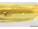 Mammalian hair. Fossil inclusion in Baltic amber #6951