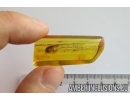 Mammalian hair. Fossil inclusion in Baltic amber #6951
