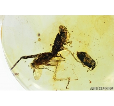 Very rare short-horned Grasshopper Caelifera, Beetle and More. Fossil insects in Baltic amber #6954