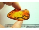 NICE, BIG 33mm THUJA TWIG. Fossil inclusion in Baltic amber #6957