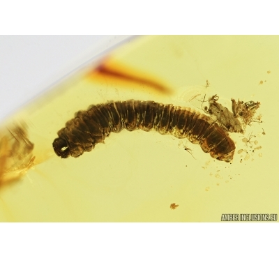 Hymenoptera Larva. Fossil inclusion in Baltic amber #6962