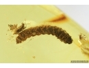 Hymenoptera Larva. Fossil inclusion in Baltic amber #6962