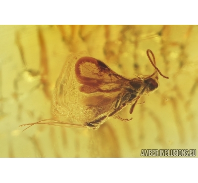 Hymenoptera Ichneumonidae Wasp and More. Fossil inclusions in Baltic amber #6963