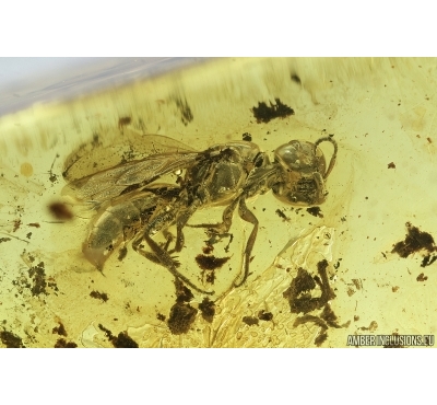 Nice Wasp, Hymenoptera. Fossil inclusion in Baltic amber #6965