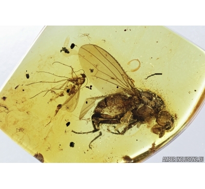 Rare Muscoid fly, Acalyptratae, Heleomyzidae. Fossil insect in Baltic amber #6972