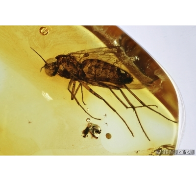 Anisopodidae, Wood gnat. Fossil insect in Baltic amber #6973