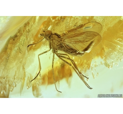 Snipe Fly, Rhagionidae. Fossil insect in Baltic amber #6977