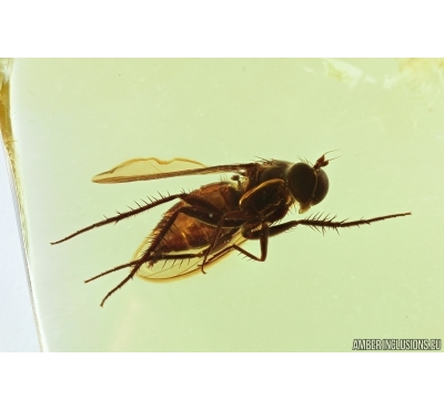 Very nice, Big and Rare Long-legged fly, Dolichopodidae. Fossil insect in Ukrainian amber #6978