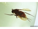 Very nice, Big and Rare Long-legged fly, Dolichopodidae. Fossil insect in Ukrainian amber #6978