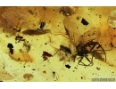 Rare Scuttle Fly Phoridae, Snipe Fly Rhagionidae and More. Fossil insects in Baltic amber #6979