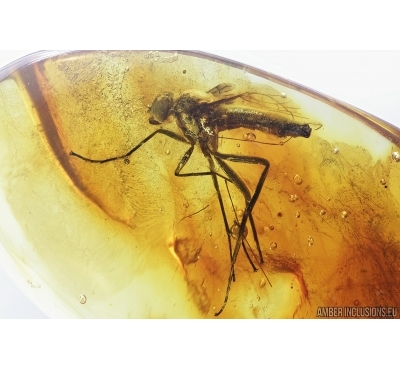 Big Snipe Fly, Rhagionidae. Fossil insect in Baltic amber #6980